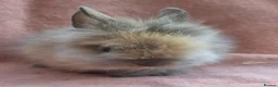 Lionhead rabbits for sale: Lion head kits. Netherland dwarf kits + mini rex. - Advert 2
