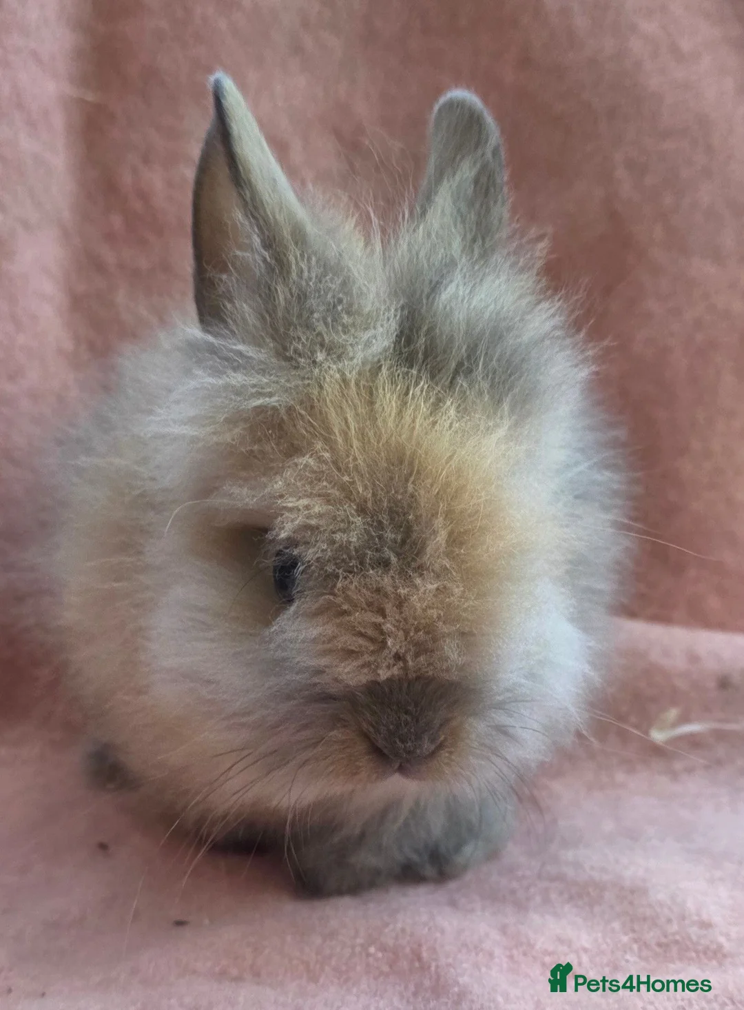 Lionhead rabbits for sale: Lion head kits. Netherland dwarf kits + mini rex. - Advert 2