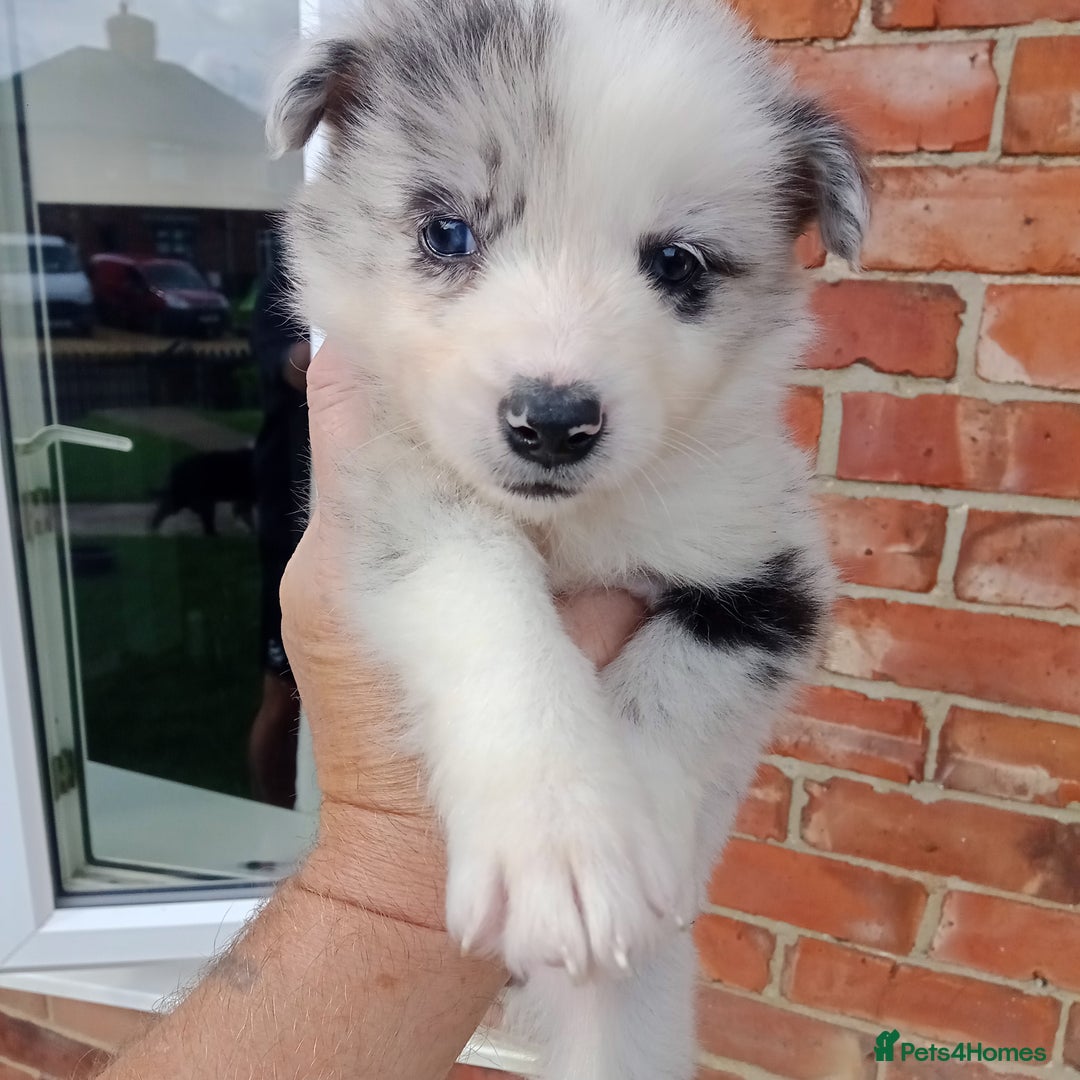 Border Collie dogs for sale: Border Collie pups - Image 2