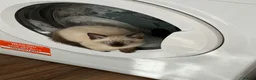 Siamese cats for sale: Smokey the Siamese - Advert 2