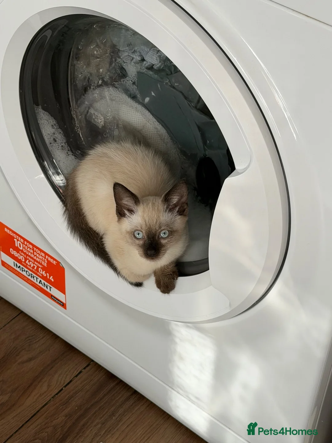Siamese cats for sale: Smokey the Siamese - Advert 2