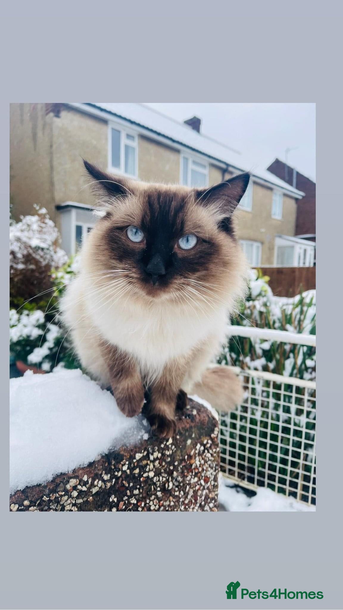 Ragdoll cats Ragdoll for stud Proven TICA&GCCF Registered💙 - Advert 4
