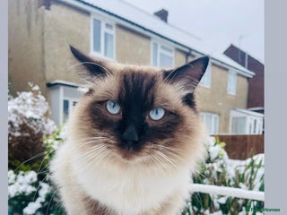 Ragdoll cats in Bristol - Advert 6