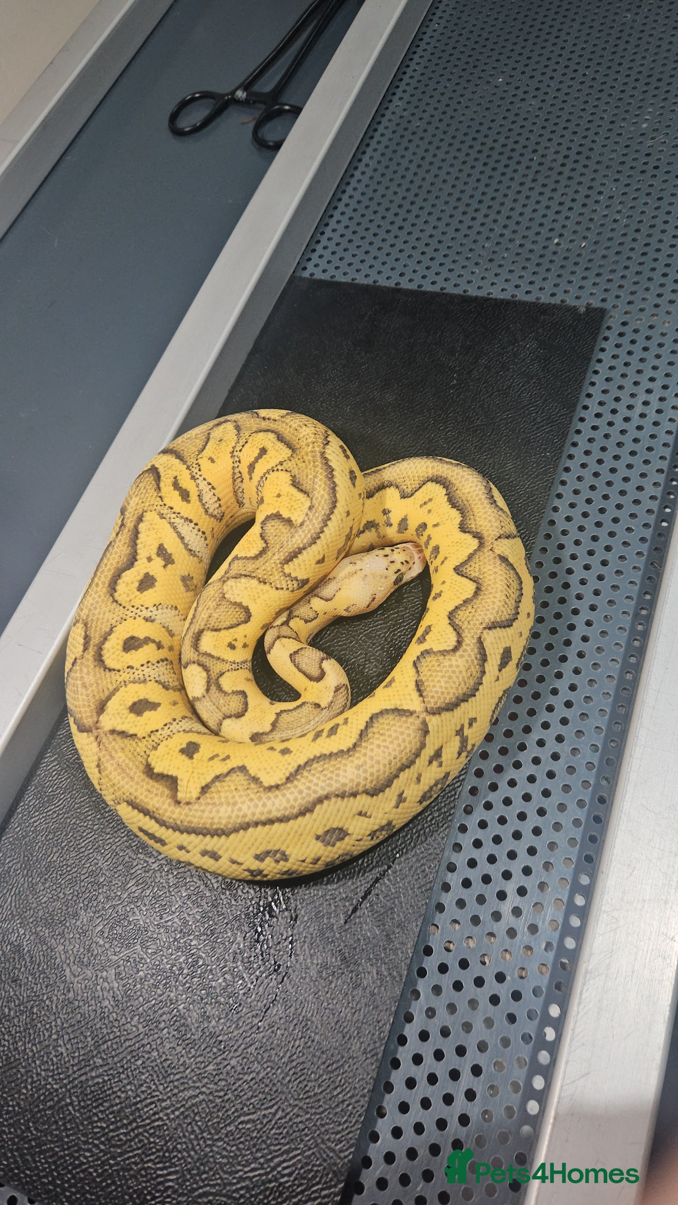 Python Snake reptiles Fire pastel clown ball python female  - Advert 1