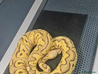 Python Snake reptiles Fire pastel clown ball python female - Advert 2