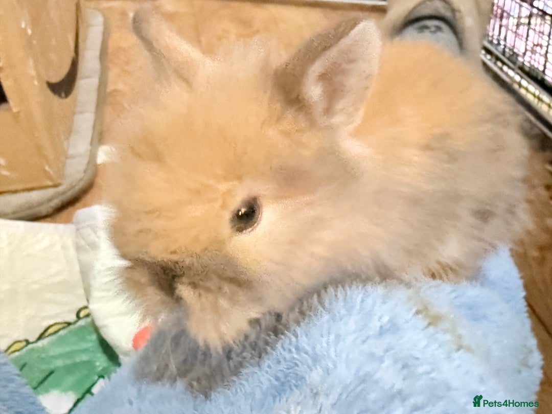 Lionhead rabbits for sale: 11 Double Maned Lionhead Babies For Sale - Advert 13