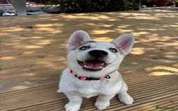 Siberian Husky dogs for sale: LAST Siberian Husky Puppy - Fully Vaccinated - Image 10