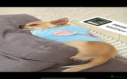Chihuahua dogs for sale: Coco looking for home - Image 11