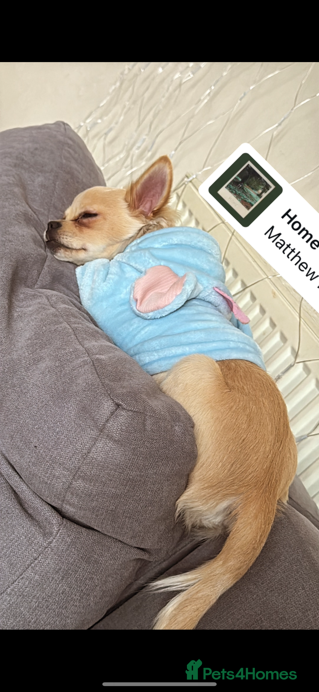 Chihuahua dogs for sale: Coco looking for home - Image 11