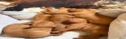 Hungarian Vizsla dogs for sale: Ready this weekend Beautiful litter.  - Advert 34