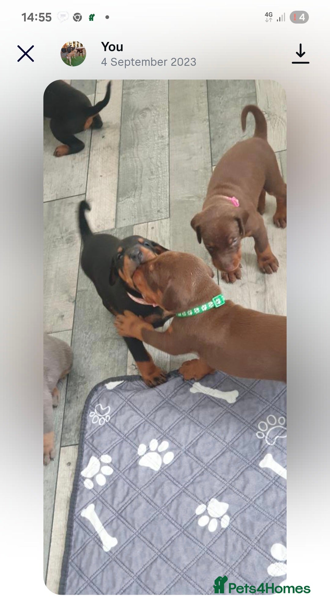 Dobermann dogs ⭐️⭐️⭐️⭐️⭐️ KC Reg European Dobermann puppies - Advert 14