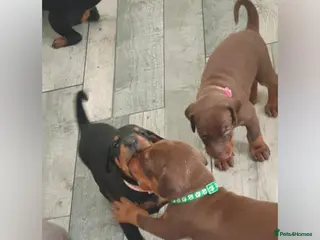 Dobermann dogs ⭐️⭐️⭐️⭐️⭐️ KC Reg European Dobermann puppies - Advert 14