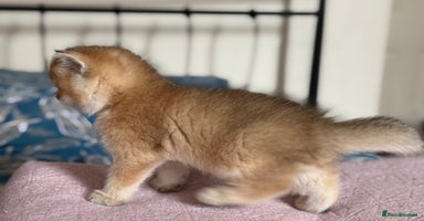 British Shorthair cats - Advert 12