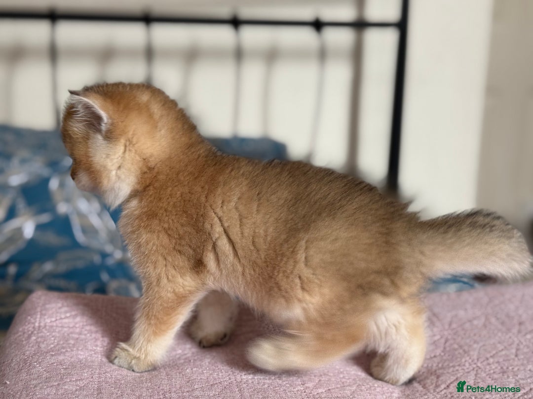 British Shorthair cats for sale: Champion line golden BSH - Image 9