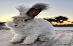 Angora rabbits for sale: Fully Vaccinated Pedigree Angoras Doe Ready Now  - Image 9