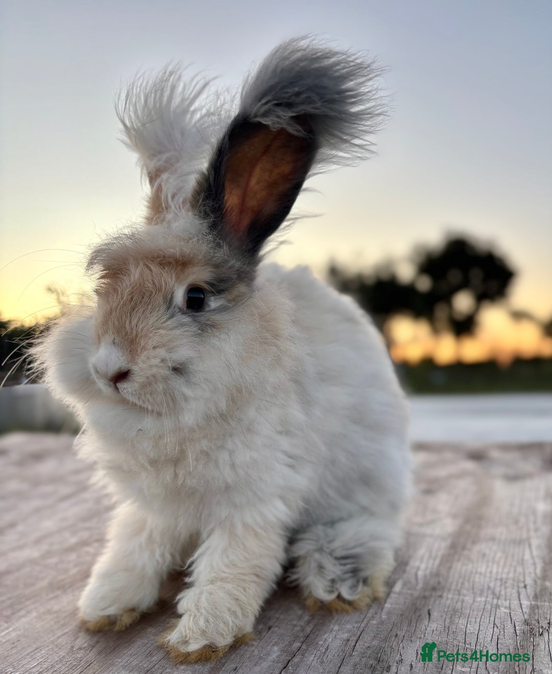 Angora rabbits for sale: Fully Vaccinated Pedigree Angoras Doe Ready Now  - Image 9