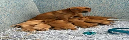 Labrador Retriever dogs for sale: KC Labrador Puppies Available  - Advert 2