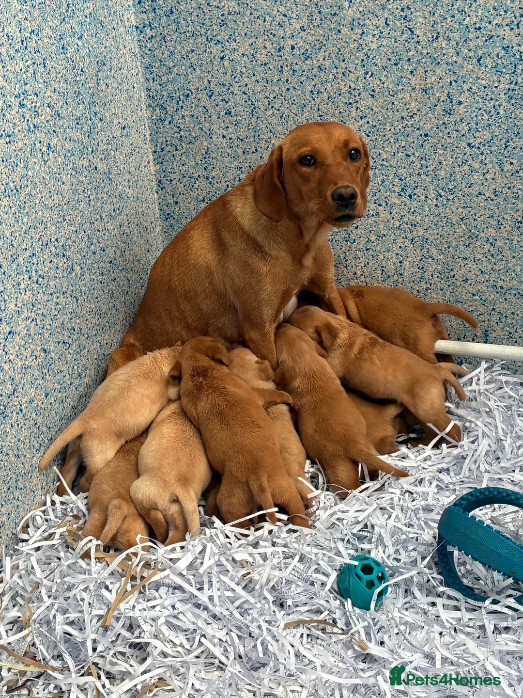 Labrador Retriever dogs for sale: KC Labrador Puppies Available  - Advert 2