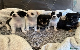 Chihuahua dogs for sale: Beautiful longhaired chihuahua puppies  - Image 8
