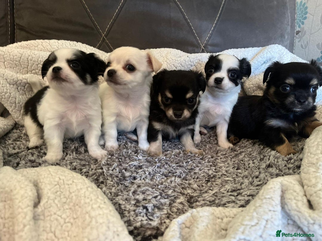 Chihuahua dogs for sale: Beautiful longhaired chihuahua puppies  - Image 8