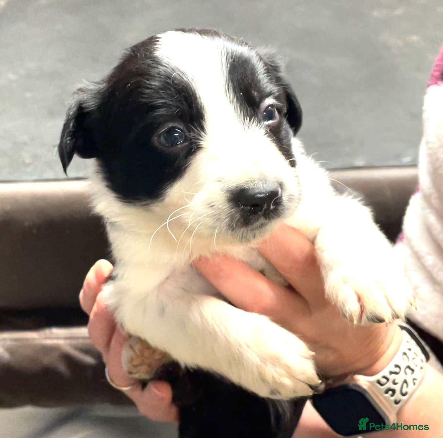 Border Collie dogs Beautiful Border Collie Puppies in Grassington - Advert 2