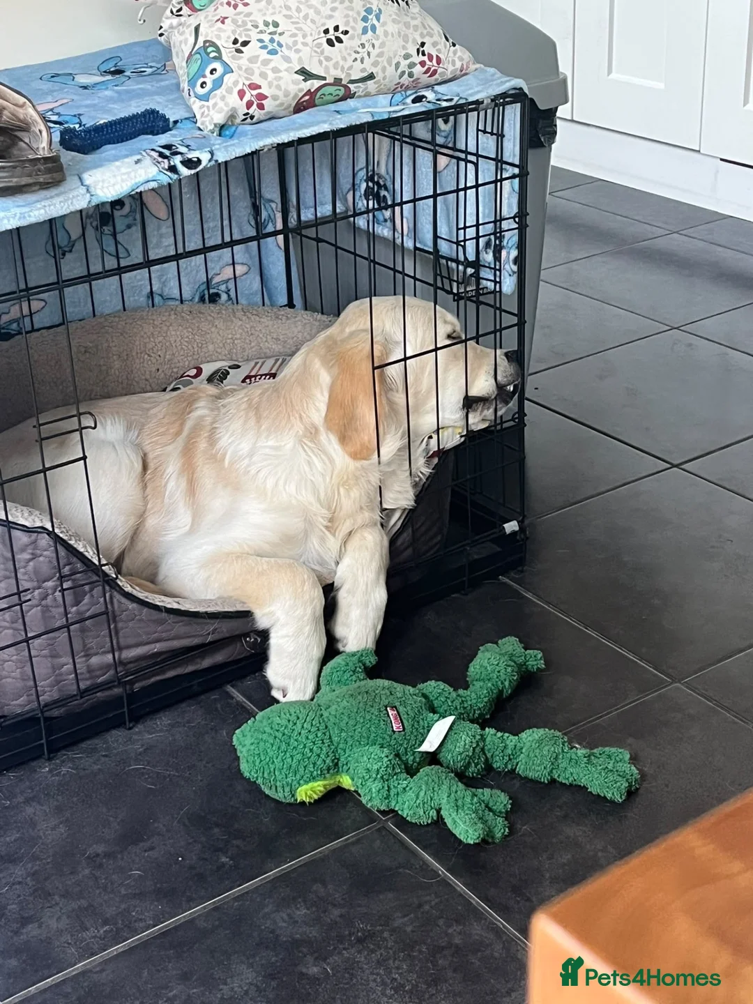 Golden Retriever dogs for sale: Our beautiful lady Harper is expecting puppies xx - Advert 14