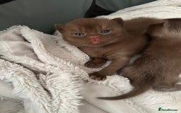 British Shorthair cats for sale: Chocolate brown British shorthair kittens  - Image 4