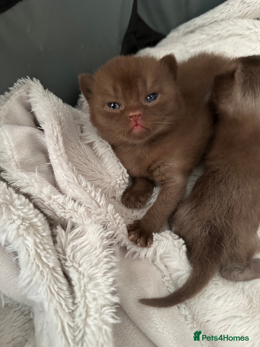 British Shorthair cats for sale: Chocolate brown British shorthair kittens  - Image 4