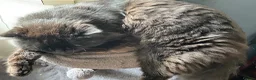 Mixed Breed cats for sale: Beautiful Fluffy Male Kittens x3 - Advert 8