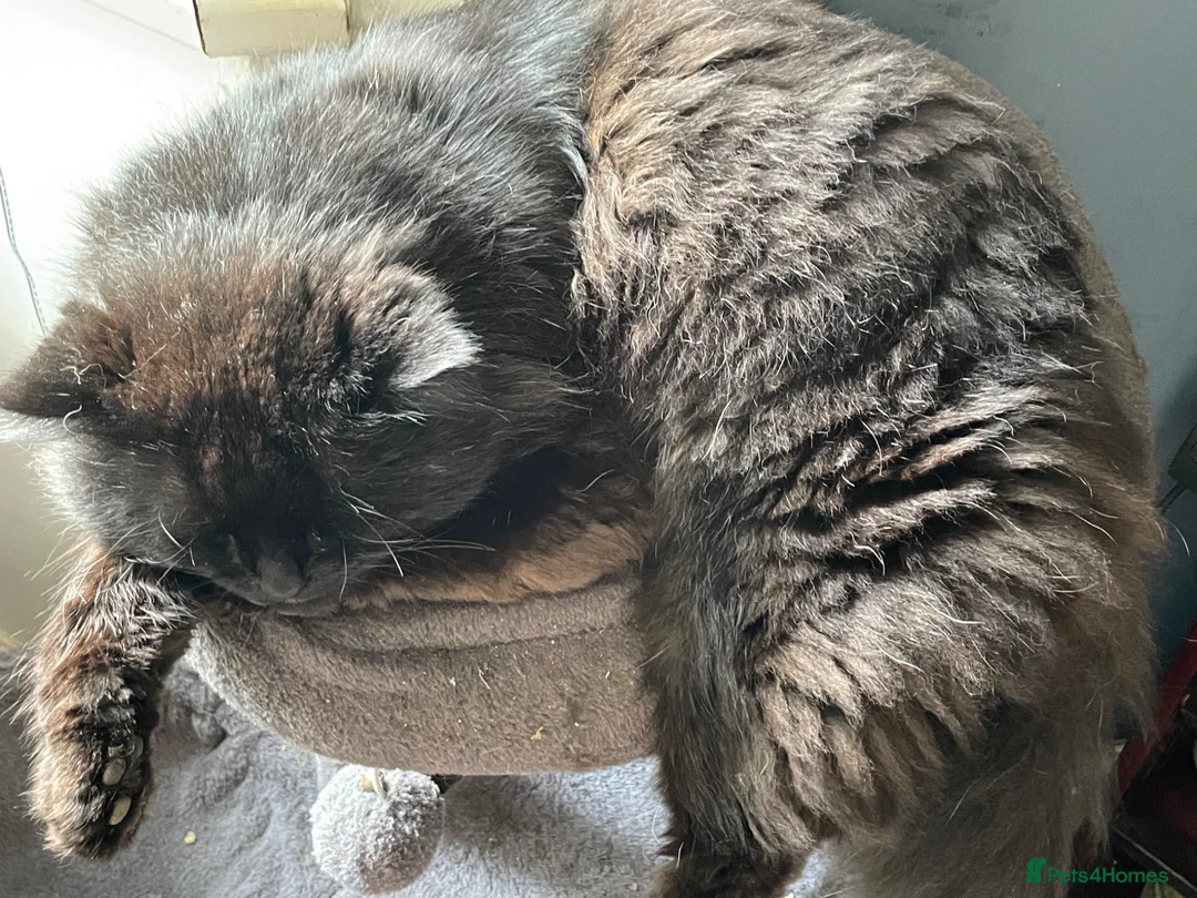 Mixed Breed cats for sale: Beautiful Fluffy Male Kittens x3 - Advert 8