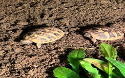 Tortoise reptiles for sale: Uk bred Hermann tortoises - Advert 4