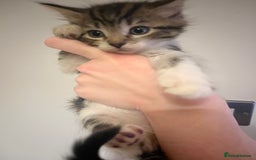 Mixed Breed cats for sale: Kittens ready to go! - Advert 7