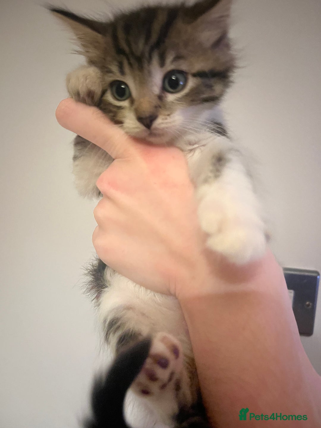 Mixed Breed cats for sale: Kittens ready to go! - Advert 7