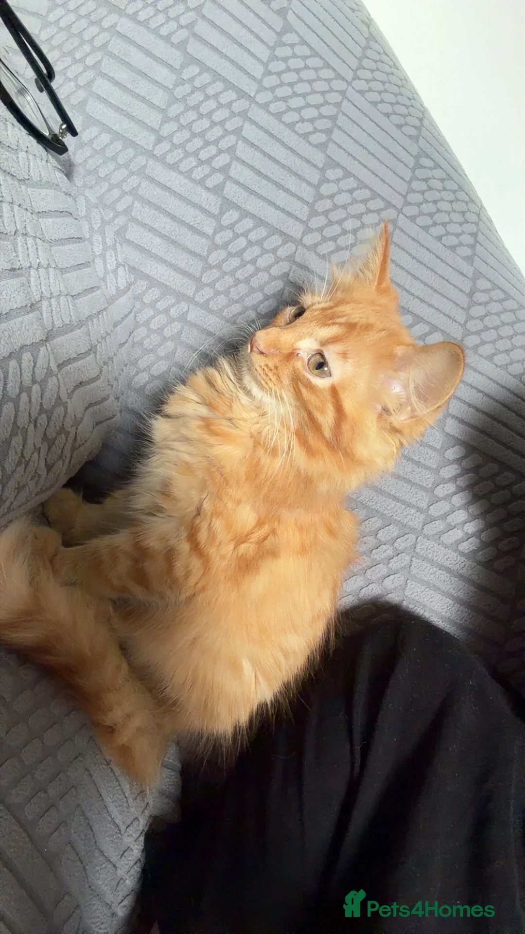 Mixed Breed cats for sale: Ginger longhaired kitten in Loughborough - Advert 1