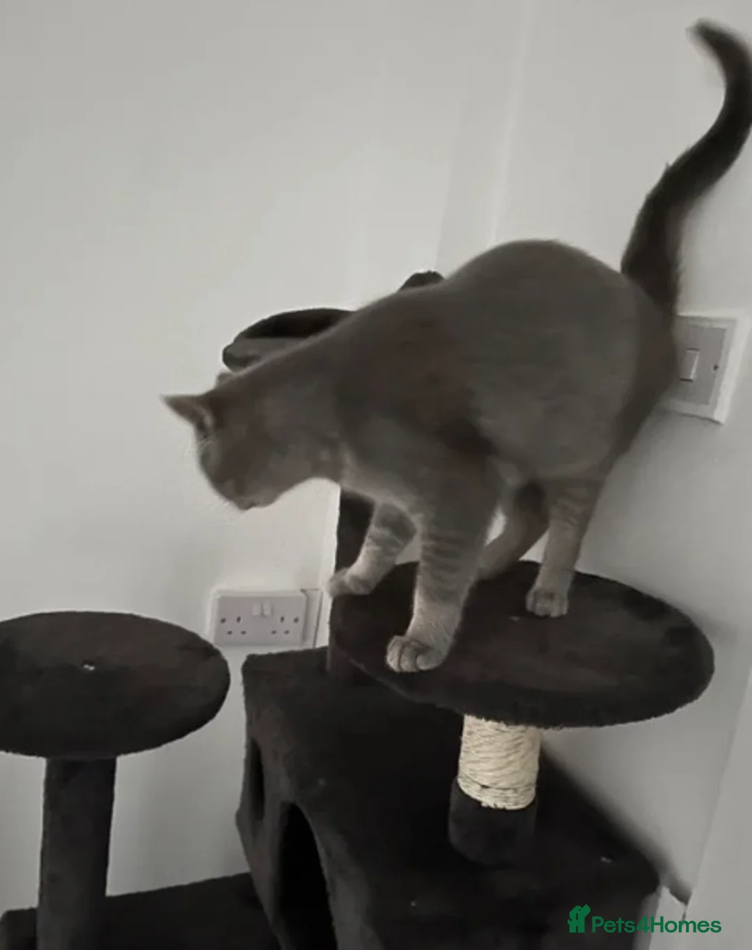 British Shorthair cats for sale: British Shorthair  - Advert 2