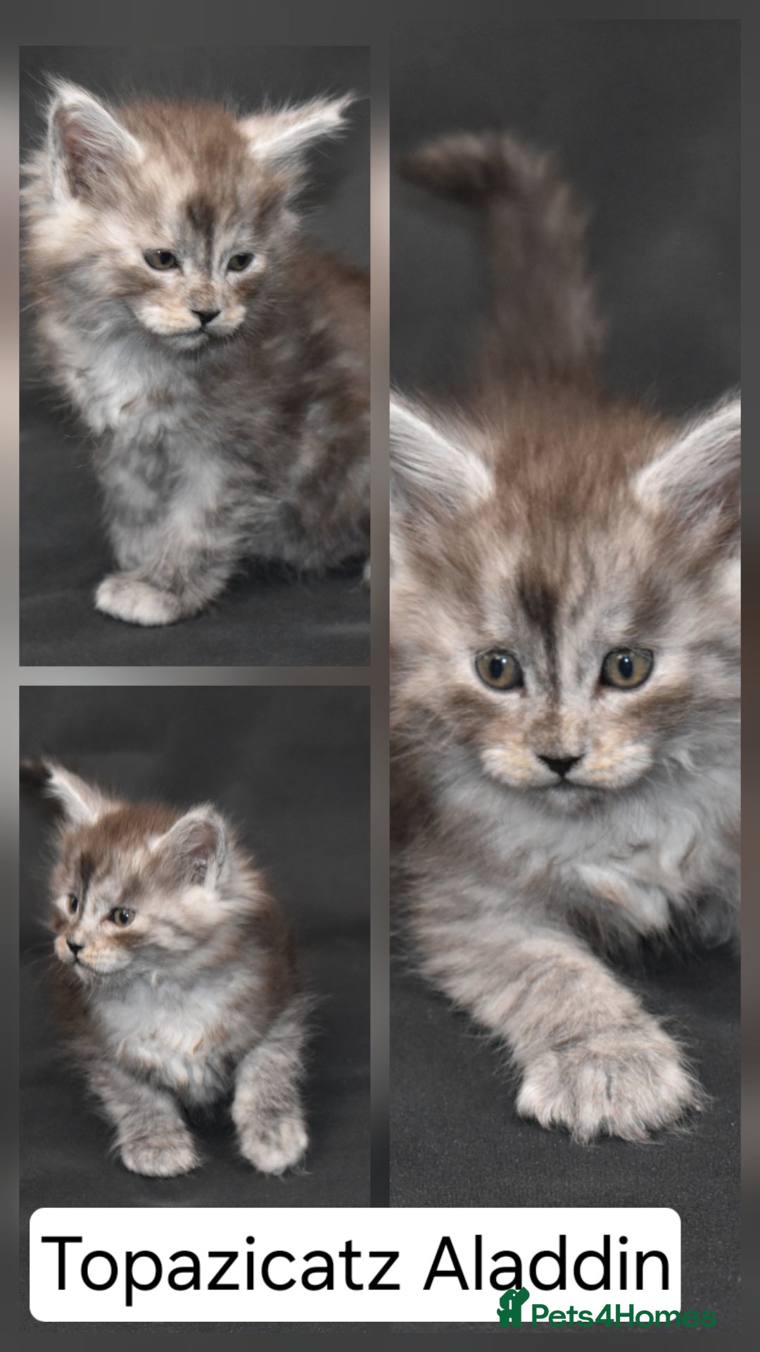 Maine Coon cats for sale: Tica kittens and retired queen available - Advert 5