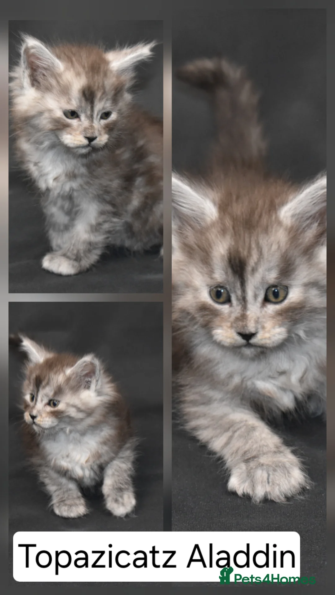 Maine Coon cats for sale: Tica reg kittens- neutered. 3 left Ready soon - Advert 20
