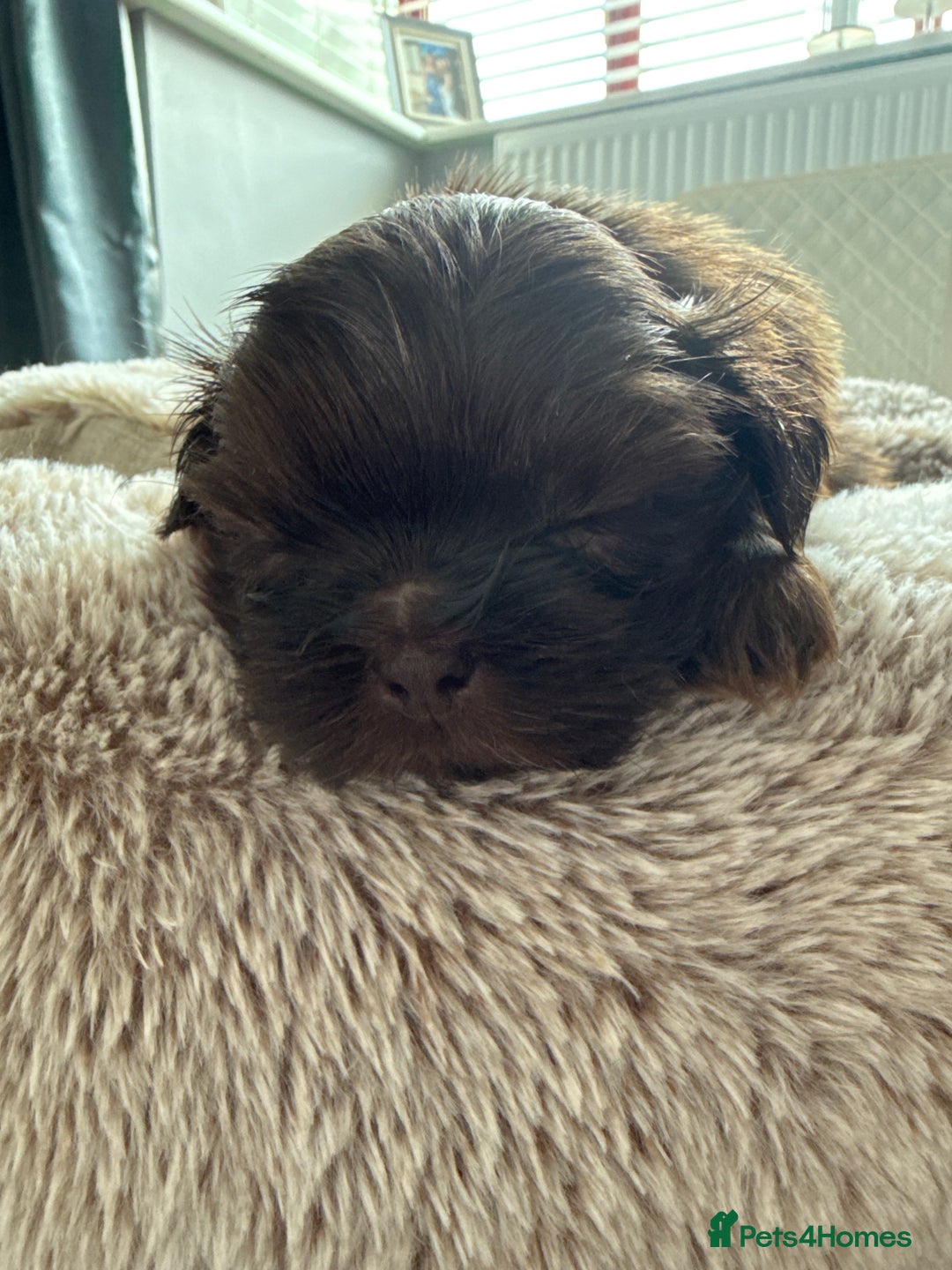 Shih Tzu dogs for sale: KC reg, 2 left! Potential blondes in Tamworth - Image 29