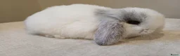 Mini Lop rabbits for sale: Adorable mini lop baby bunnies - Advert 8