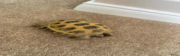 Tortoise reptiles for sale: Horsfield Tortoise in Runcorn - Advert 4