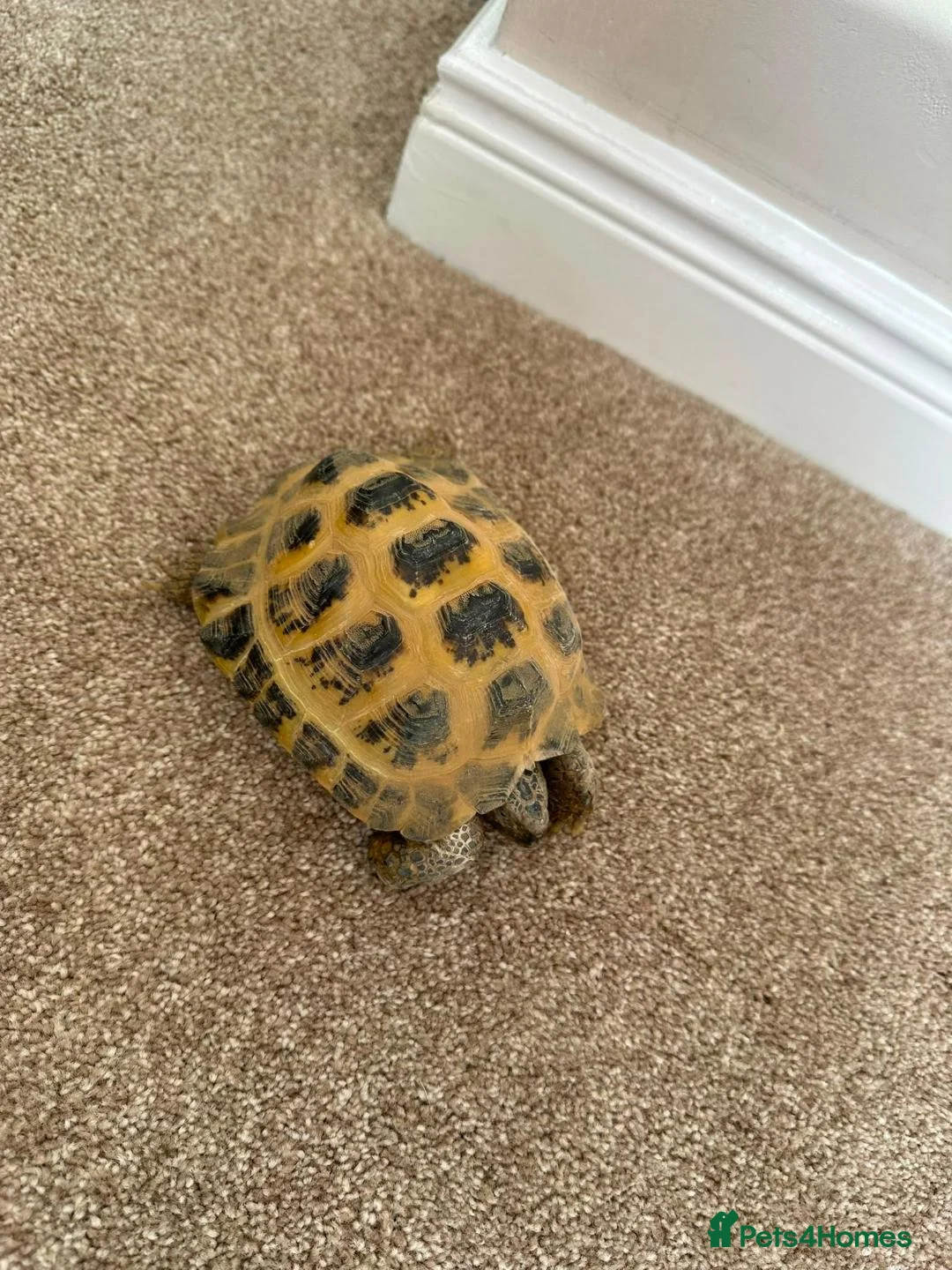 Tortoise reptiles for sale: Horsfield Tortoise in Runcorn - Advert 4