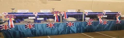 Ragdoll cats for stud: 🏆 Award-Winning Offspring, GCCF & TICA Seal Point - Advert 5