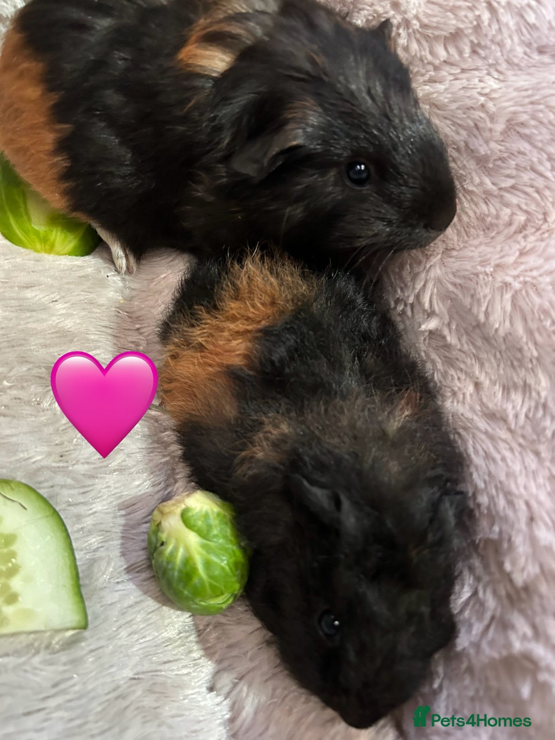 Guinea Pig rodents for sale: GORGEOUS BABY GUINEA PIGS - Advert 29