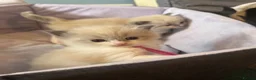Ragdoll cats for sale: 4 beautiful ragdoll kittens  - Advert 9