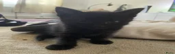 Mixed Breed cats for sale: Kittens - Advert 3