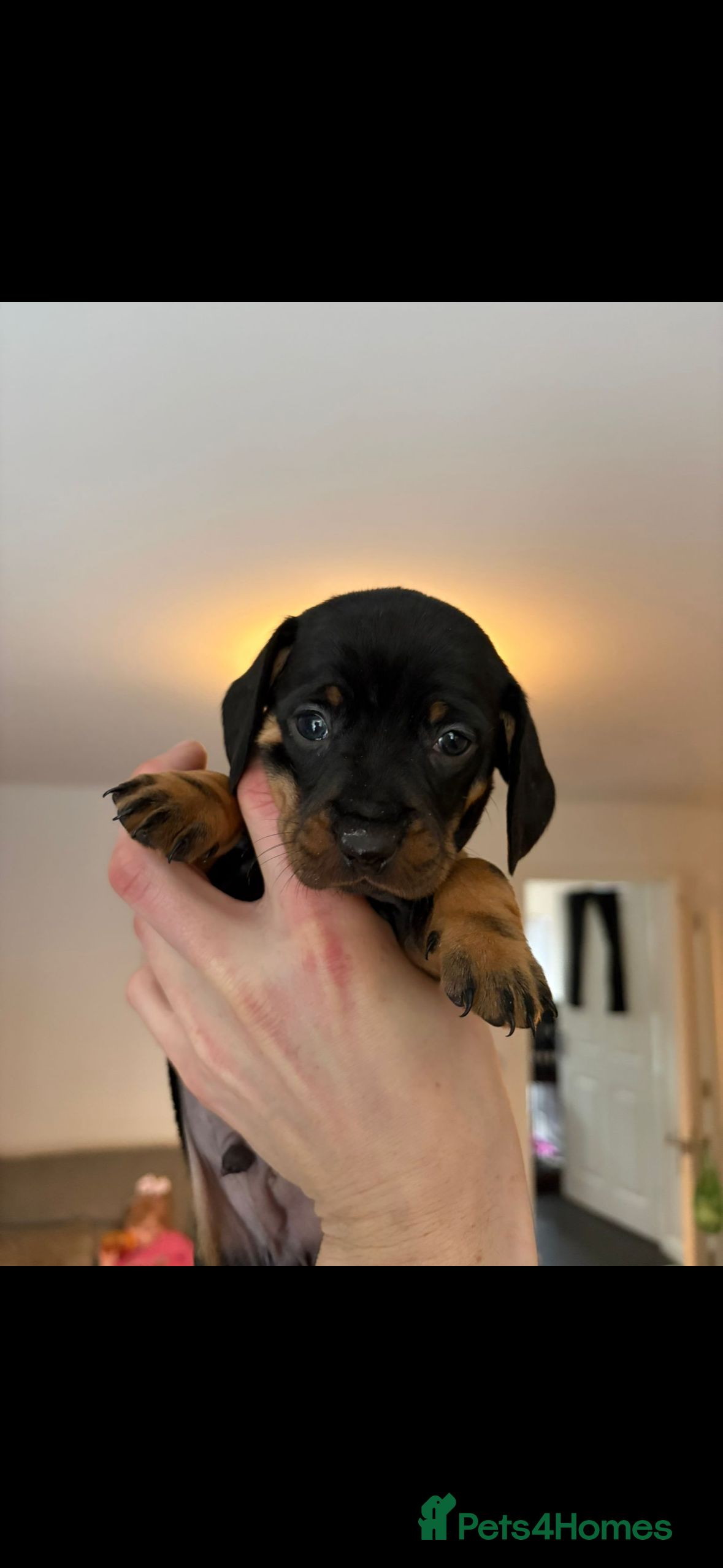 Miniature Dachshund dogs Beautiful dachshund puppies for sale  - Advert 5