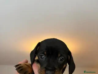 Miniature Dachshund dogs Beautiful dachshund puppies for sale - Advert 5