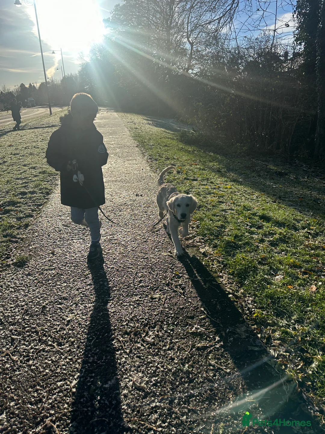 Golden Retriever dogs for sale: 8 month old golden retriever for rehome - Advert 7