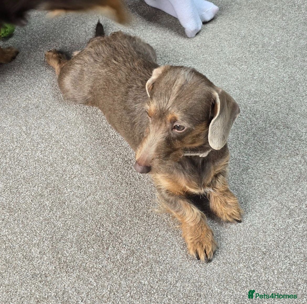 Miniature Dachshund dogs Miniature Dachshund Puppies - Stunning Litter - Advert 2
