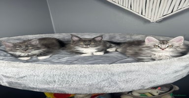 Maine Coon cats - Advert 7